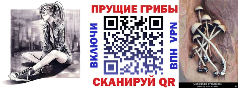 магазин продажи   Иноземцево  Галлюциногенные грибы GOLDEN TEACHER 